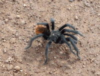 GDMBR: Tarantula, the grassland variety is a little smaller than the desert variety.